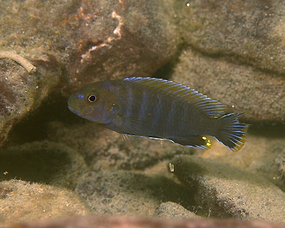 Pseudotropheus sp. 'variable eastern' Gome Rock